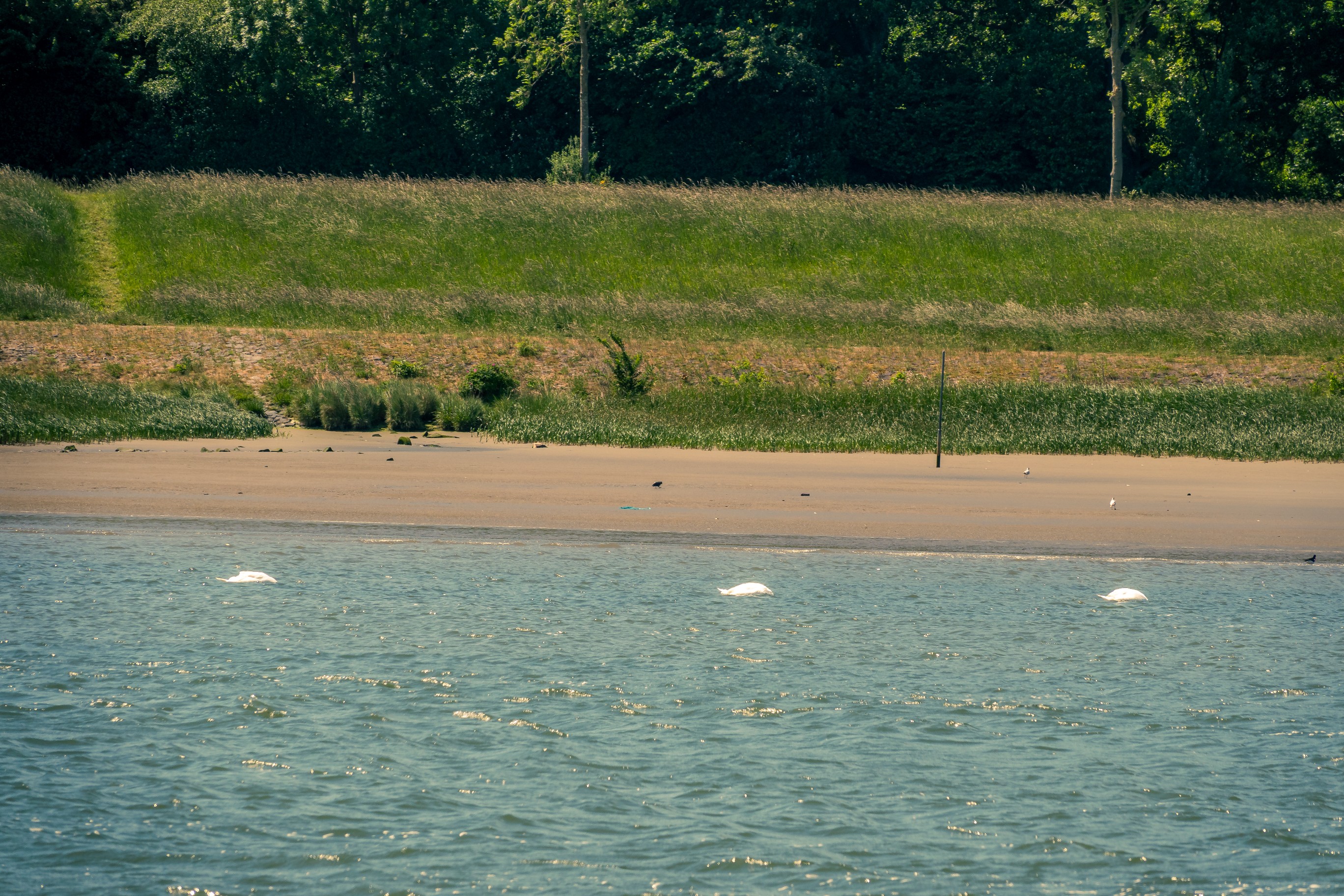 20250517   Maassluis Ahoi   043